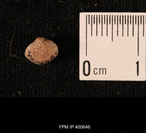 Ambocoelia sp.