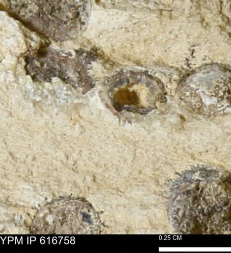 Teredo sp.