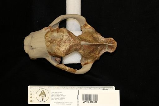 Dinictis bombifrons