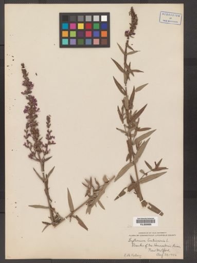 Lythrum salicaria