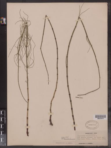 Equisetum fluviatile