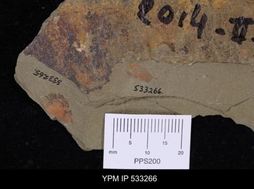undet. Homalozoa