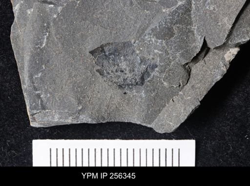 Eurypterida