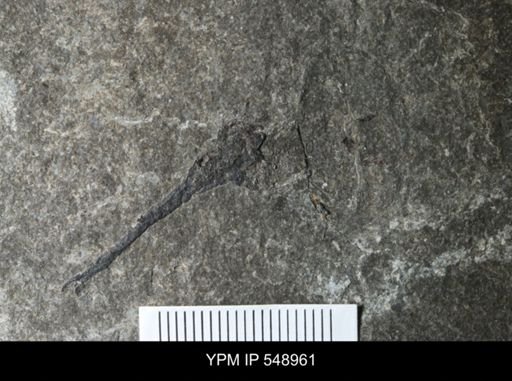 undet. Xiphosurida