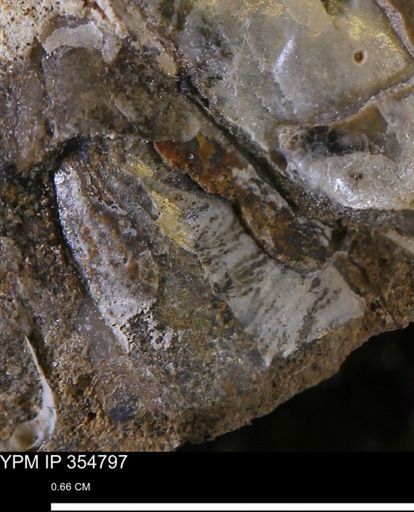 Pseudoptera subtortuosa