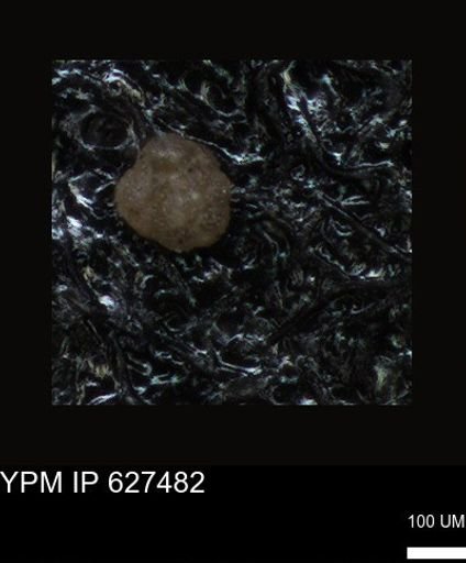 undet. Foraminiferida