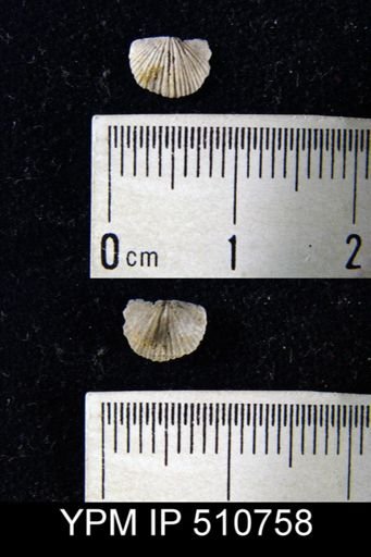 Devonochonetes mucronatus