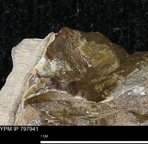 undet. Inoceramidae