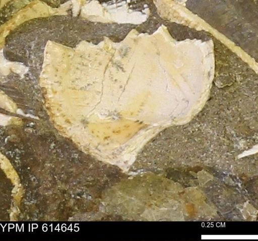Limopsis striatopunctatus