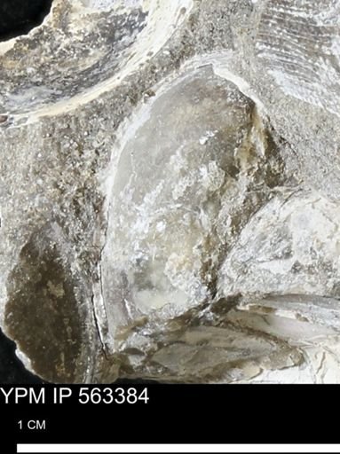 undet. Bivalvia