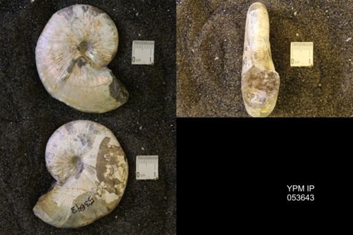 Hoploscaphites nicolletii