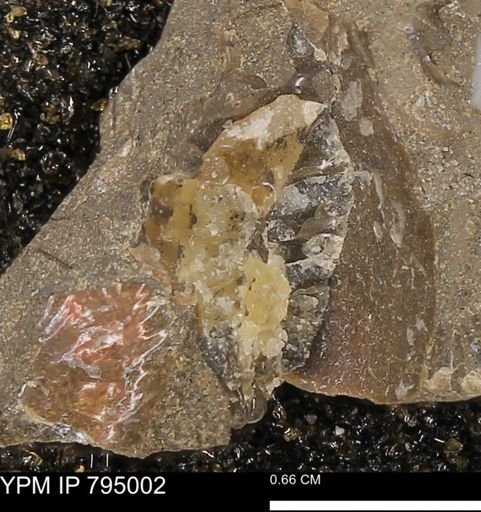 undet. Ammonoidea