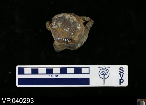 Clidastes sp.