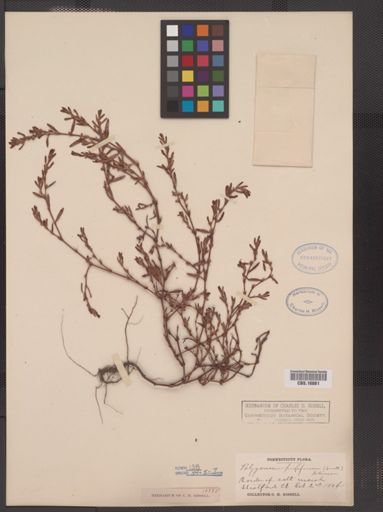 Polygonum prolificum