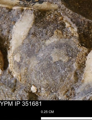 undet. Bivalvia