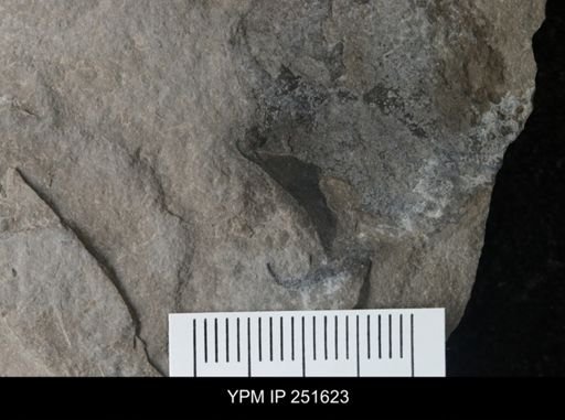 Cooksonia sp.