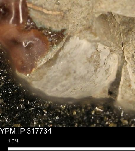 undet. Mollusca