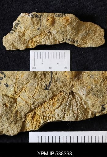 undet. Stelleroidea