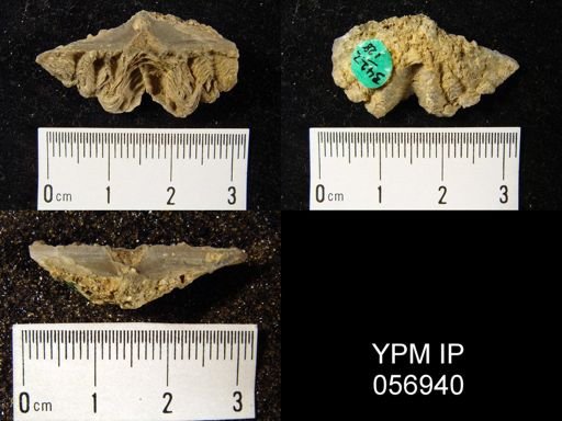 Delthyris perlamellosa