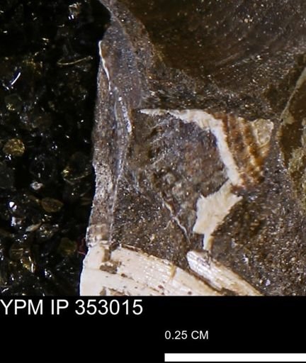 undet. Mollusca