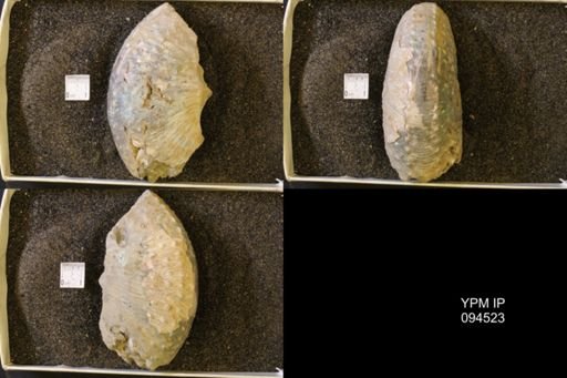Jeletzkytes nebrascensis