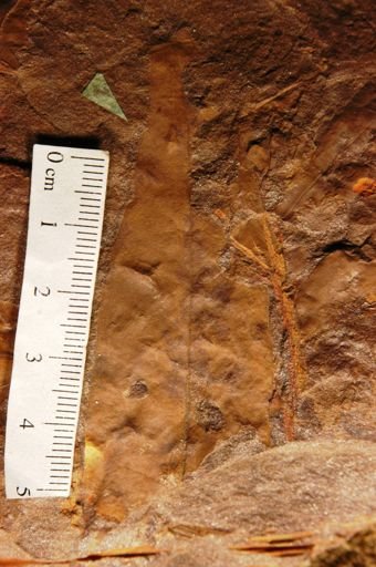Laurus omalii