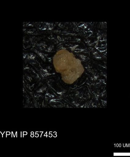 undet. Foraminiferida