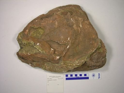 Brychaetus muelleri