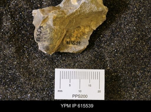 Inoceramus sp.