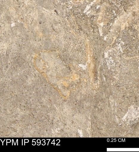 Baculites sp.