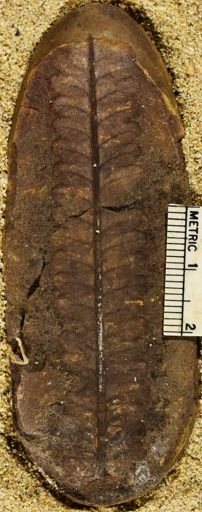Pecopteris
