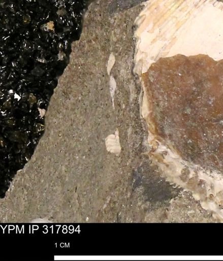 Hoploscaphites sp.