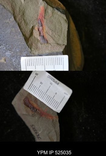 undet. Annelida