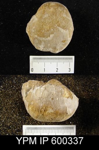 Linoproductus sp.