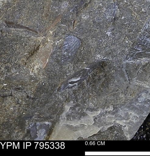 undet. Bivalvia