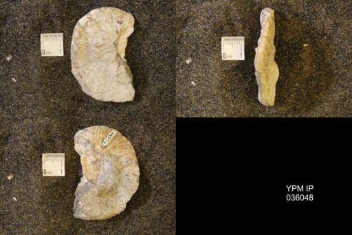 Hoploscaphites birkelundi