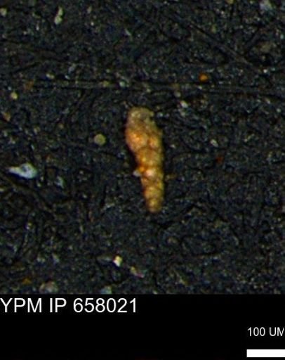 Verneuilinoides kansasensis