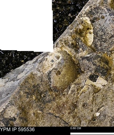 Protocardia sp.