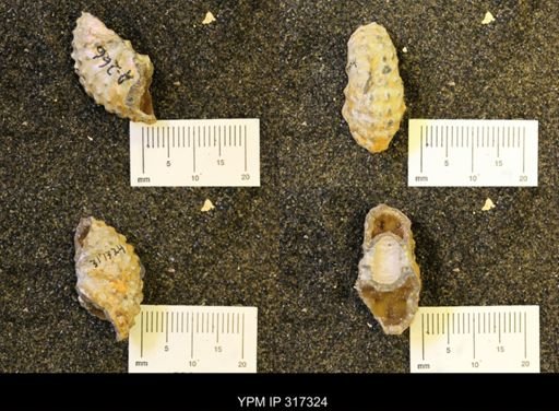 Discoscaphites
