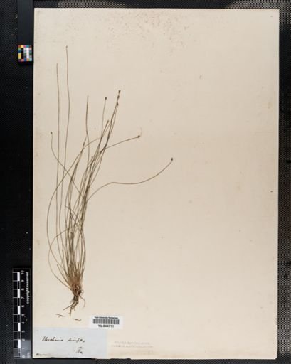 Eleocharis