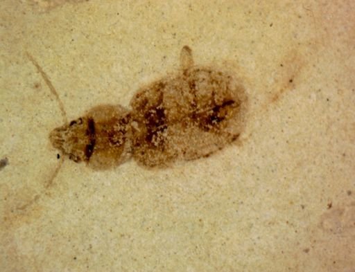 undet. Coleoptera