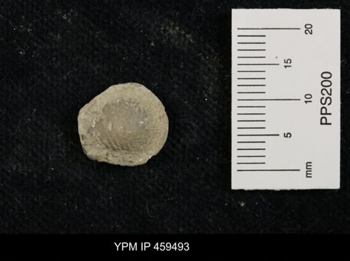 Neospirifer kansasensis