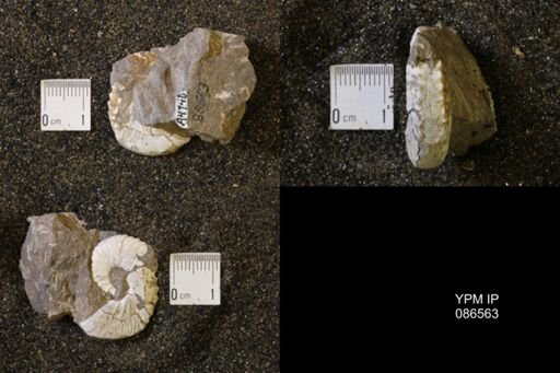 Hoploscaphites birkelundi