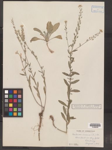Berteroa incana