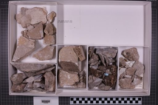 mixed taxa, stratigraphic collection