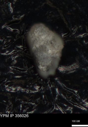undet. Foraminiferida