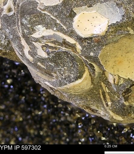 Limopsis striatopunctatus