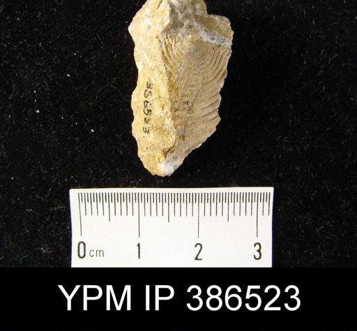 Leptaena rhomboidalis