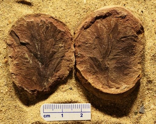 Aphlebia