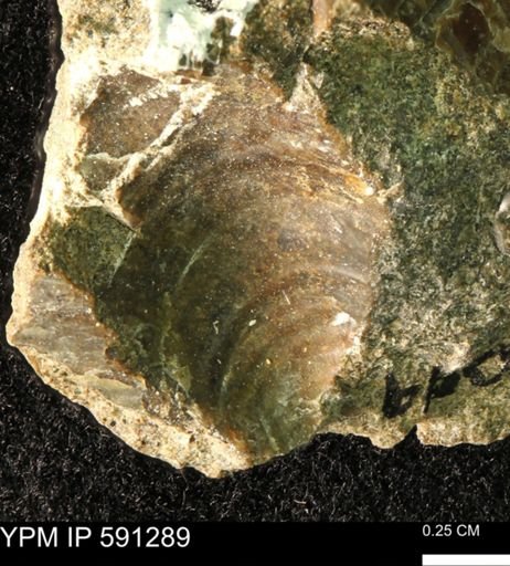 Tenuipteria fibrosa